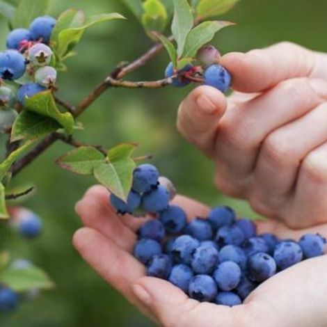 Exportaciones e Inversiones Agroberries SA - Handpicked Berries