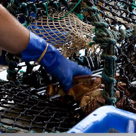 AM Seafoods 2004 Ltd - Production