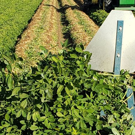 harvest