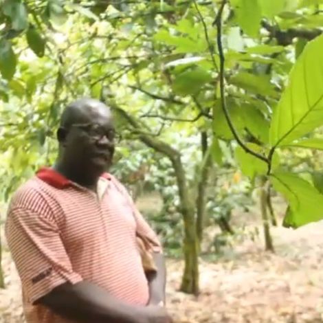 VINI COCOA PLANTATION