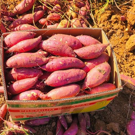 Soft, sticky, and sweet Red Yao Honey Sweet Potato