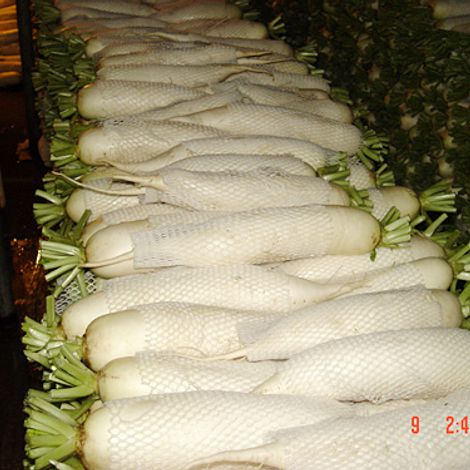 Radish