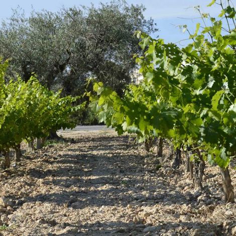 Bodegas Faelo