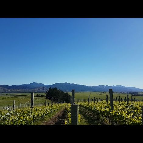 Clos Henri Vineyard