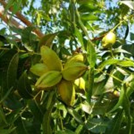 Pecan Global - Pecan Tree