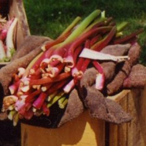 Snakeroot Organic Farm