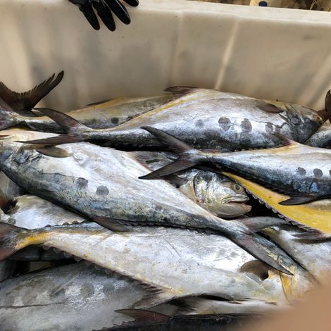 Frozen queen fish