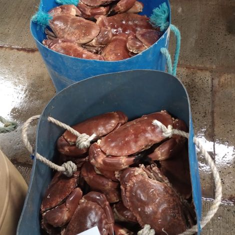 W. Harvey & Sons Ltd - Product