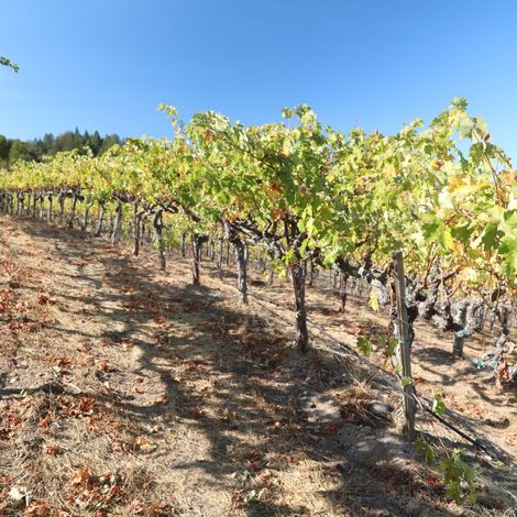 Lerner vineyard 3.jpg