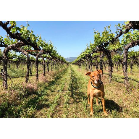 Hagafen Cellars_Wine_Vineyards