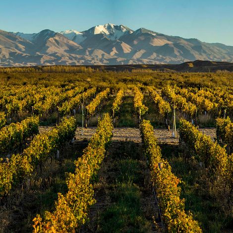 Zorzal Wines - Vineyard