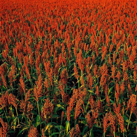 Network Grains Pty Ltd - Sorghum Field
