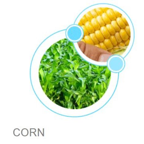 Corn