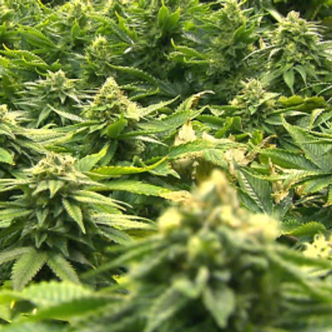 Cannabis Products
