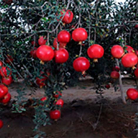 Pomica Peru SAC - Plantation