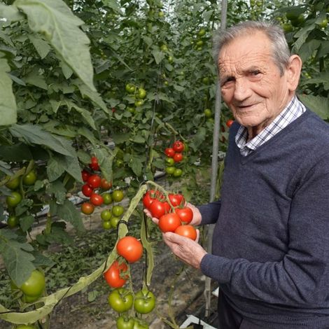 abuelo-tomate-4-1024x768.jpg