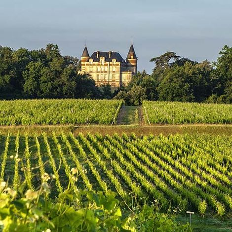 Château de Rayne Vigneau - Vineyard