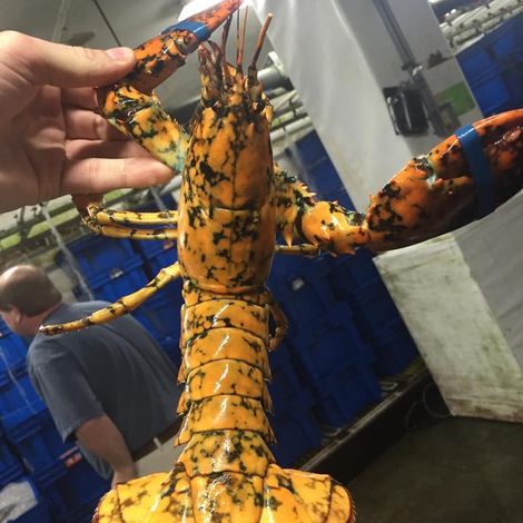 Boston Lobster Company