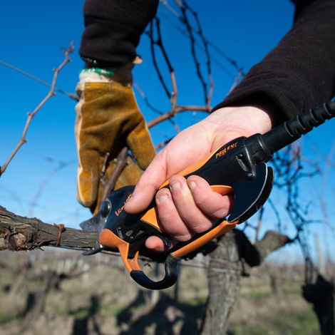 Château La Tour Figeac - Vineyard