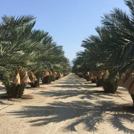 Alexandra Dates - Plantation