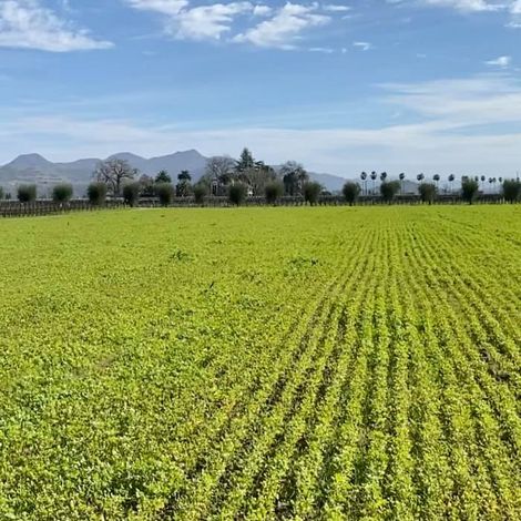 Honig Vineyard & Winery