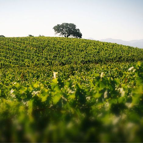 Quintessa Vineyard 4.jpeg