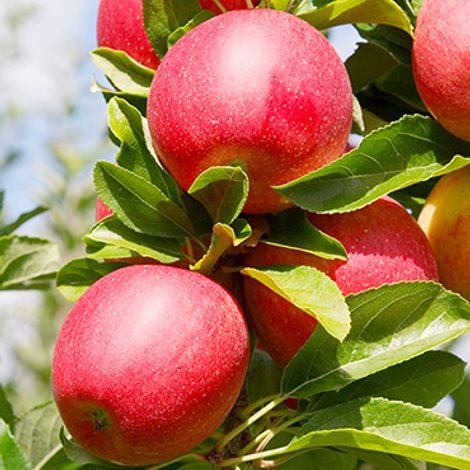 apples.jpg