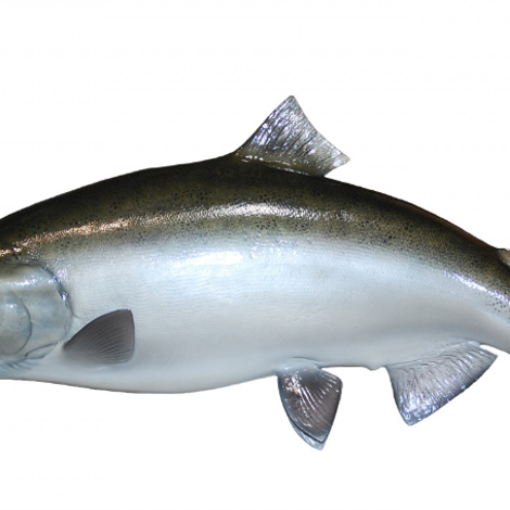 Salmon