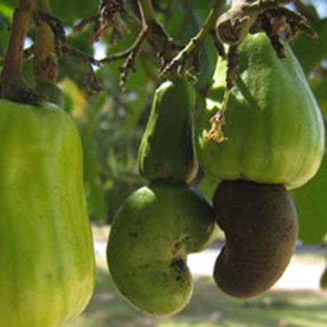 DraBeny Company Ltd - Plantation