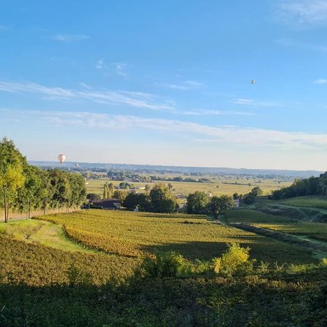 Château Bernateau - Vineyard