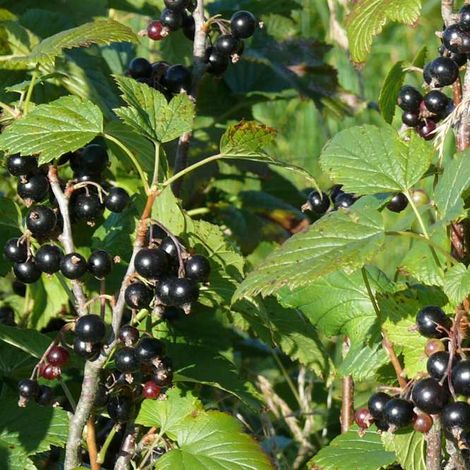 currant