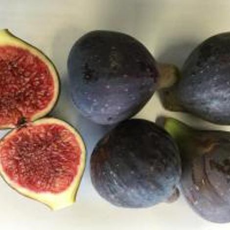 FDO COMERCIO (FRUBARDO)