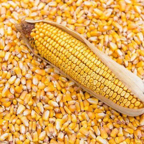 Dry Maize (Corn) Yellow And White