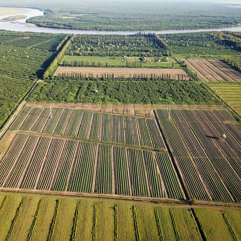 Blueberry Orchard in Khobi, Georgia