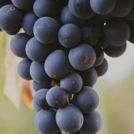 Gualtallary Wines's grape