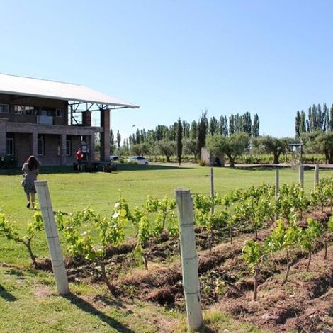 archaval vines 2.jpg