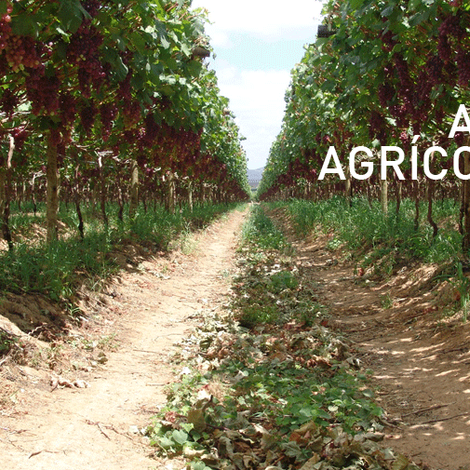 Ara Empreendimentos Ltda - Grapevines