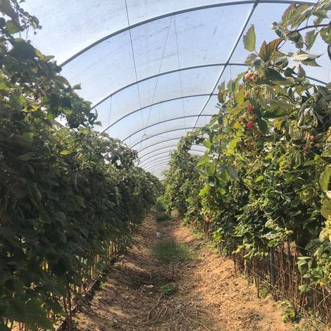 LA CASE A VANILLE - Plantation