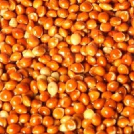 red-panicum-millet.jpg