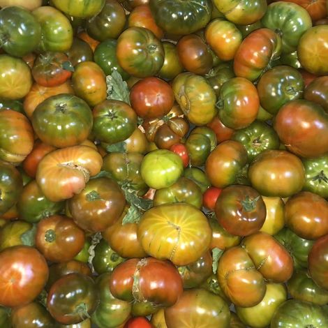 [Gonserbio]_[Tomato]_[Othello]