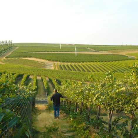 Pepper bridge vineyard 1.jpg