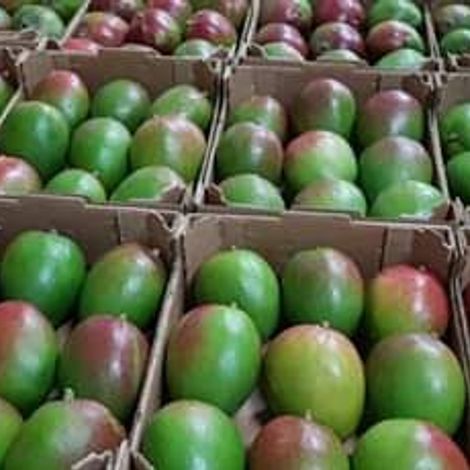 Mango