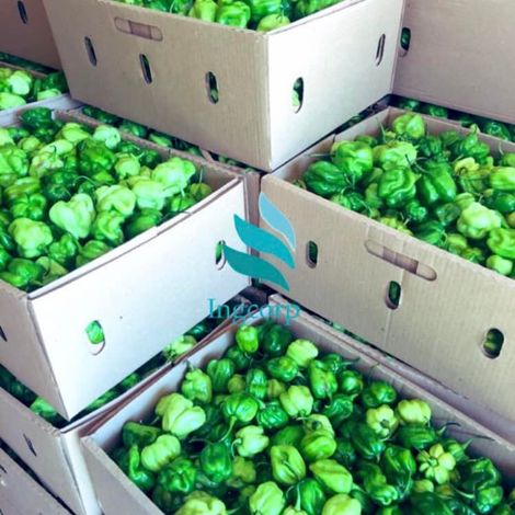 Ingcorp fruits & Vegetables - Products