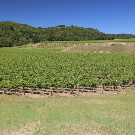 Portfolio vineyards.jpg