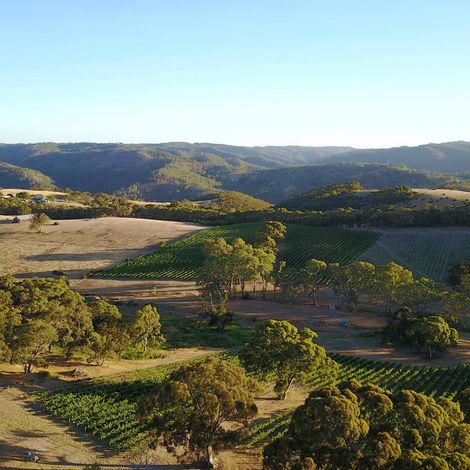 Paracombe Premium Wines - Vineyard