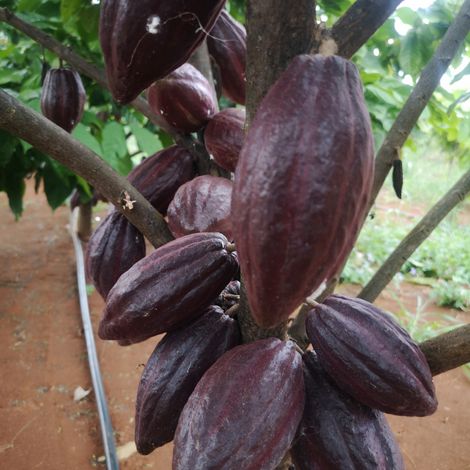 cacao tree full