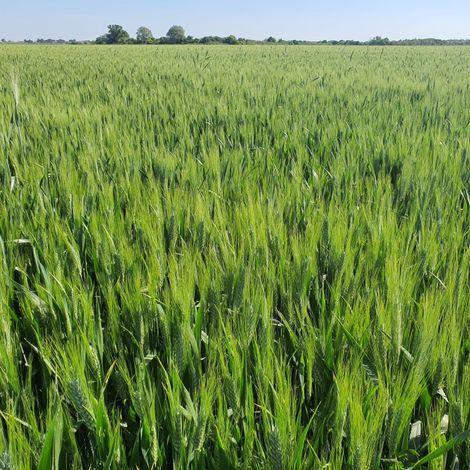 Molino Boschi Srl - Plantation