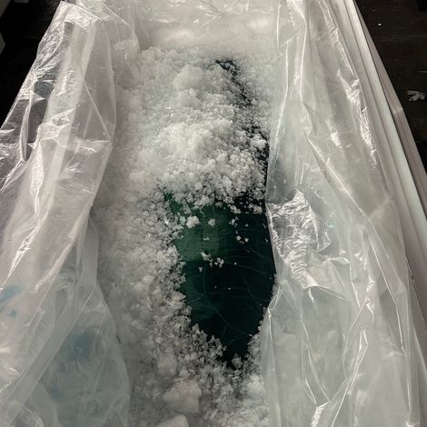 Fresh Bluefin  H&G