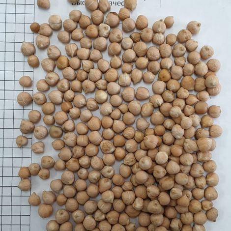 chickpeas
