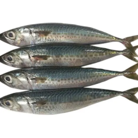 mackerel.webp
